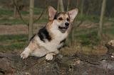 CORGI PEMBROKE 1403